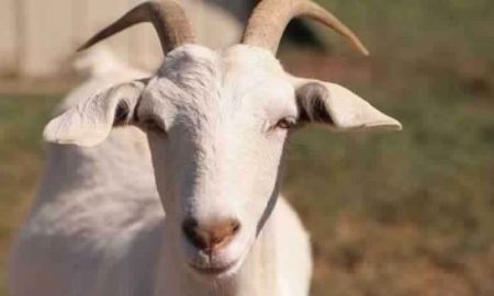 goat, eid, indsamachar,