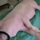 Pig hearts could be adapted for humans ‘within 3 years’ surgeon says
