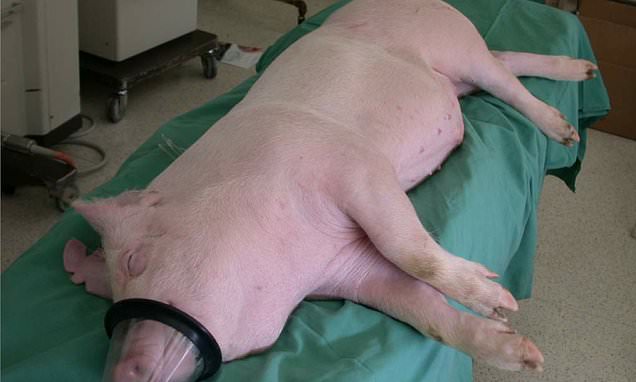 Pig hearts could be adapted for humans ‘within 3 years’ surgeon says