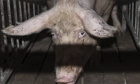 Tesco drops pork suppliers after campaigners release abuse footage
