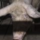 Tesco drops pork suppliers after campaigners release abuse footage