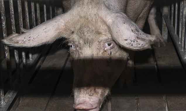Tesco drops pork suppliers after campaigners release abuse footage