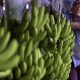 Alarm as devastating banana fungus reaches the Americas – Nature.com
