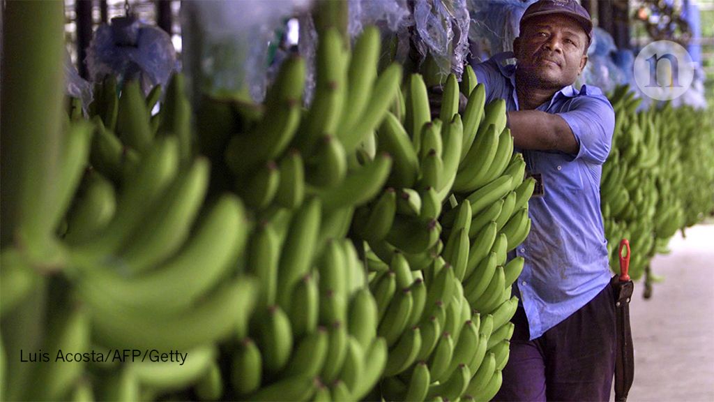 Alarm as devastating banana fungus reaches the Americas – Nature.com