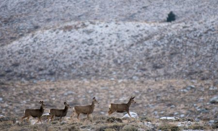 Migrating mule deer don’t need directions: study – Phys.org