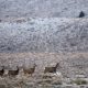 Migrating mule deer don’t need directions: study – Phys.org