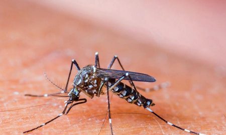 Mosquito-borne diseases a big global concern – Hindustan Times