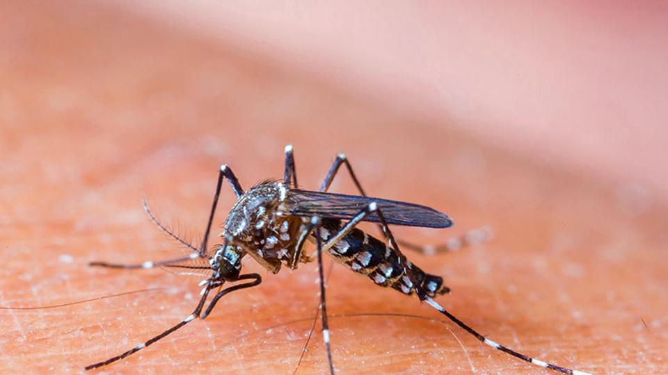 Mosquito-borne diseases a big global concern – Hindustan Times