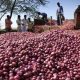 Why onions have become a source of friction between India and Bangladesh