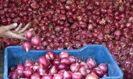Centre’s steps help to cool off onion prices