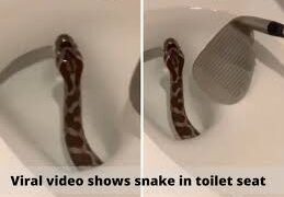 Snake pops out of the commode in viral video. | Photo Credit: Twitter