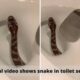 Snake pops out of the commode in viral video. | Photo Credit: Twitter