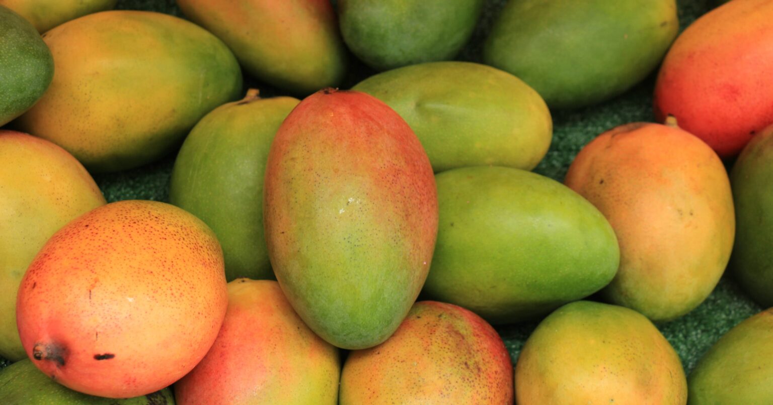 Sixteen varieties of mangoes including three GI certified varieties