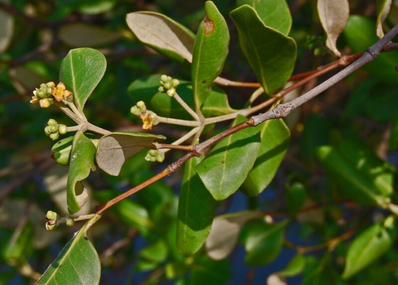 DBT deciphers Genome of salt-secreting mangrove species, Avicennia ...